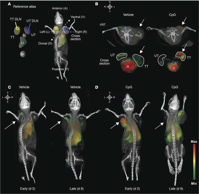 Noninvasive imaging of OX40 captures the spatiotemporal dynamics of acti...