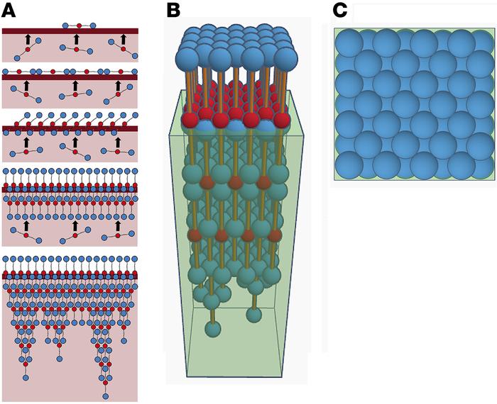 A model of fibrin film forming at the clot surface.
(A) Proposed 2D mode...