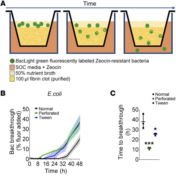 Fibrin film slows bacteria movement through clot.
(A) Diagrammatic repre...