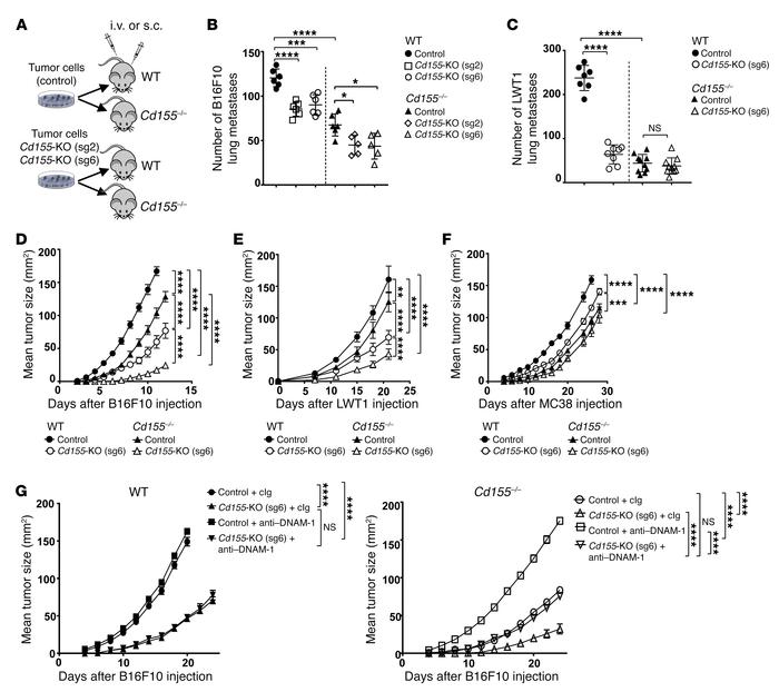 Deletion of CD155 from host and tumor enhances the suppression of tumor ...