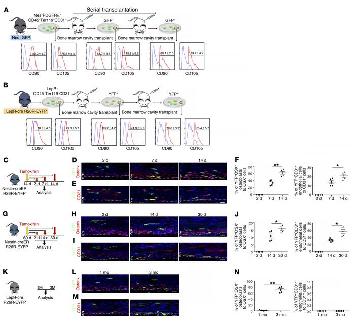Subsets of periosteal Nestin+ and LepR+ cells possess self-renewal capac...