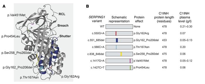 Characteristics of studied SERPING1 gene variants and plasma levels of C...