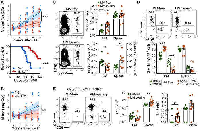 Donor-derived IL-17A promotes myeloma relapse after BMT.
(A) Tumor burde...