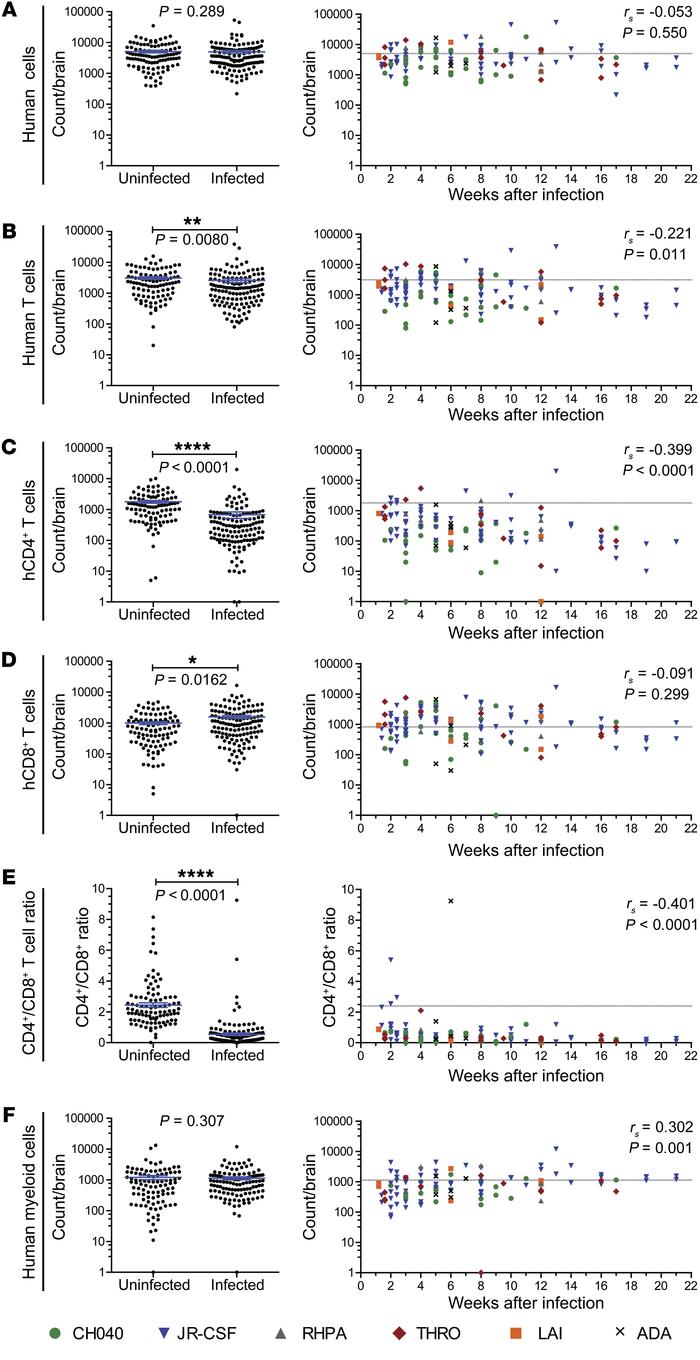 Alterations in human T cell populations in the brains of HIV-infected BL...