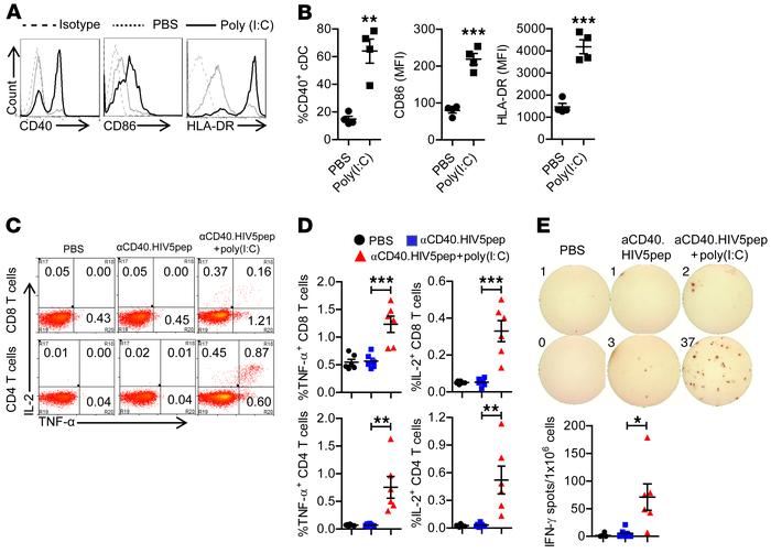 Poly(I:C) enhances αCD40.HIV5pep vaccination to induce both human CD8+ a...