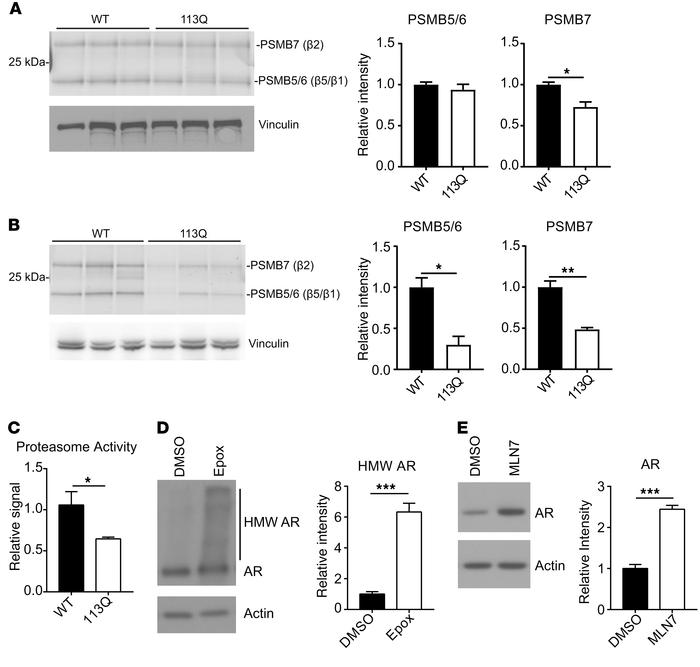 Proteasome activity is diminished in AR113Q muscle.
(A and B) Lysates fr...