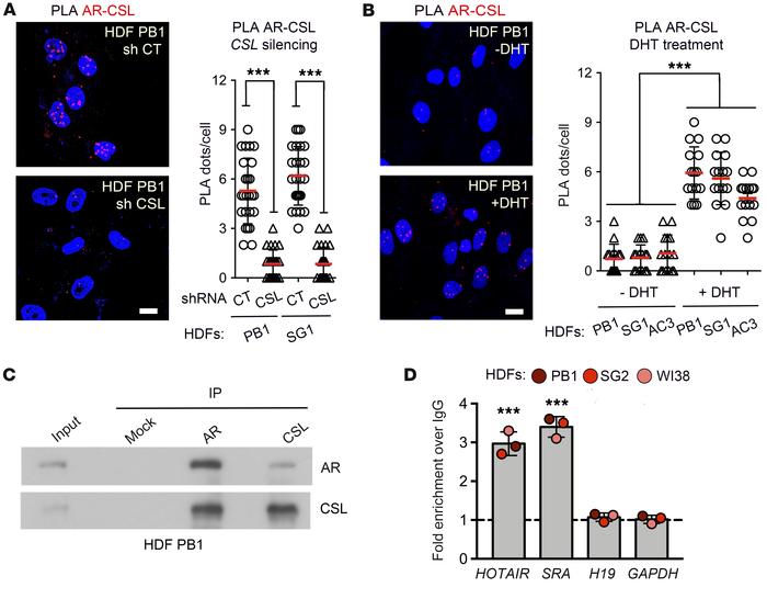 AR and CSL physically interact in primary HDFs.
(A) Proximity ligation a...