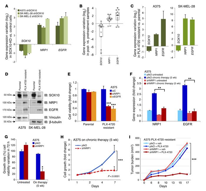 Adaptive NRP1 neoexpression in BRAF-addicted melanoma cells mediates acq...