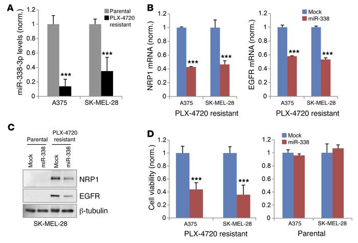 miRNA-338 downregulation mediates NRP1 neoexpression in BRAF inhibitor–r...