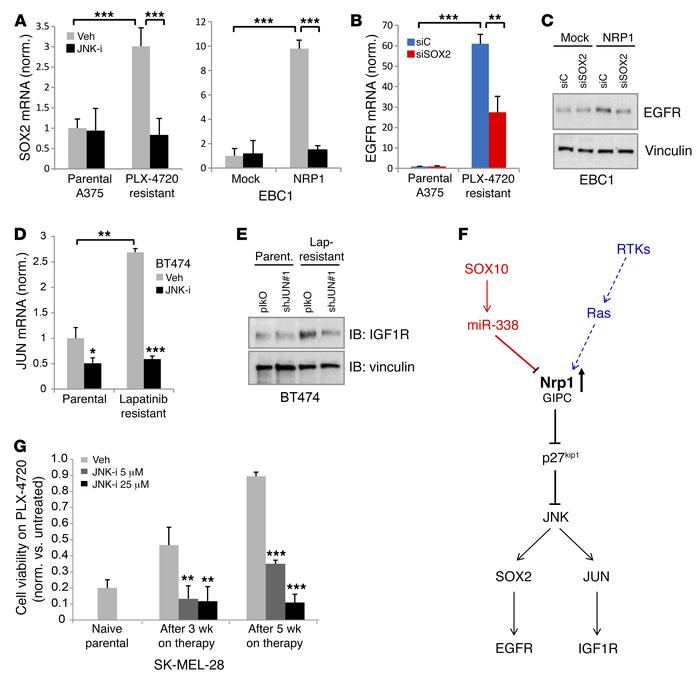 SOX2 and JUN transcription factors mediate NRP1/JNK-driven upregulation ...