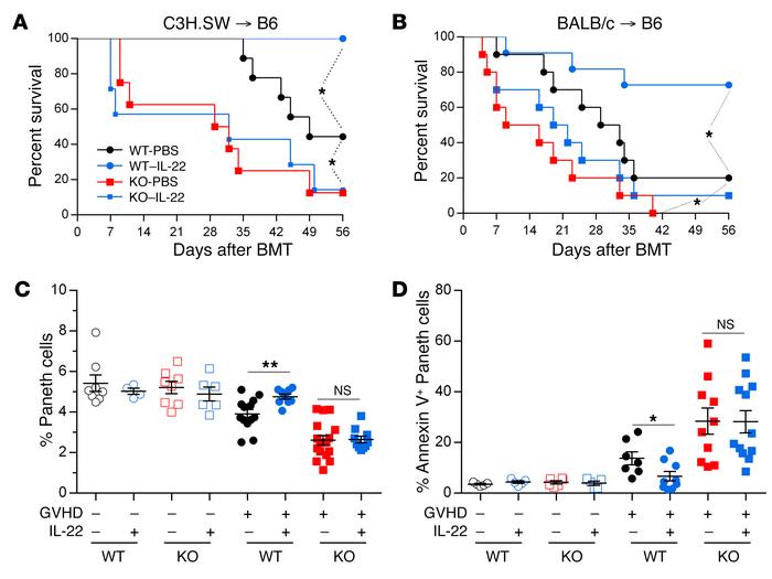 IL-22 requires REG3γ to reduce GVHD.
(A) Survival of WT B6 and B6-Reg3g–...