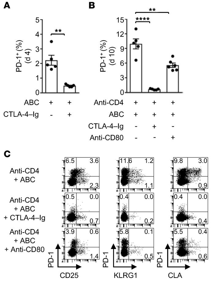 ABC-reactive CD8+ T cell differentiation is compromised by inhibition of...