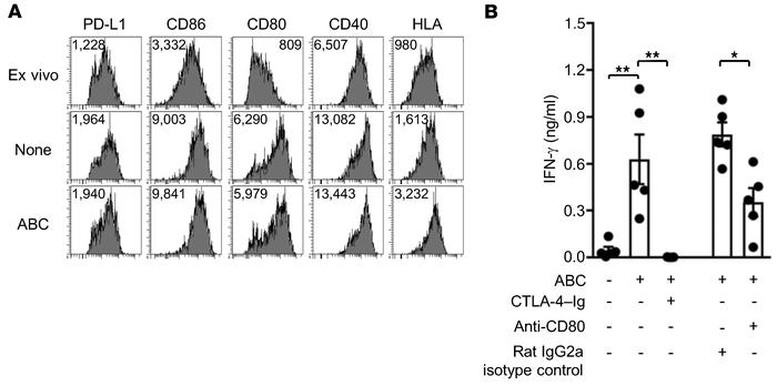 Costimulation with CD80 and CD86 supports activation of ABC-reactive Tg ...