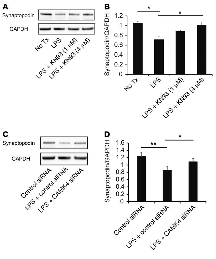 Inhibition or silencing of CaMK4 preserves synaptopodin expression.
(A) ...