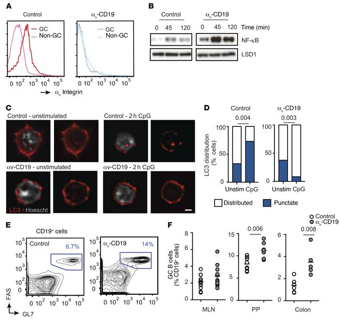 Increased GC B cells in αv-CD19 mice.
(A) Histograms show staining for α...