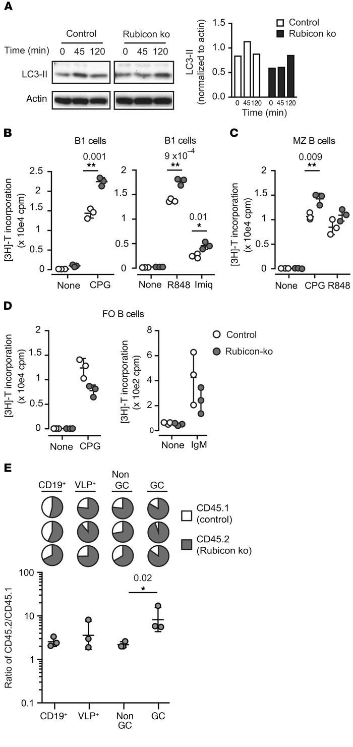 Rubicon-mediated noncanonical autophagy regulates B cell TLR responses.
...