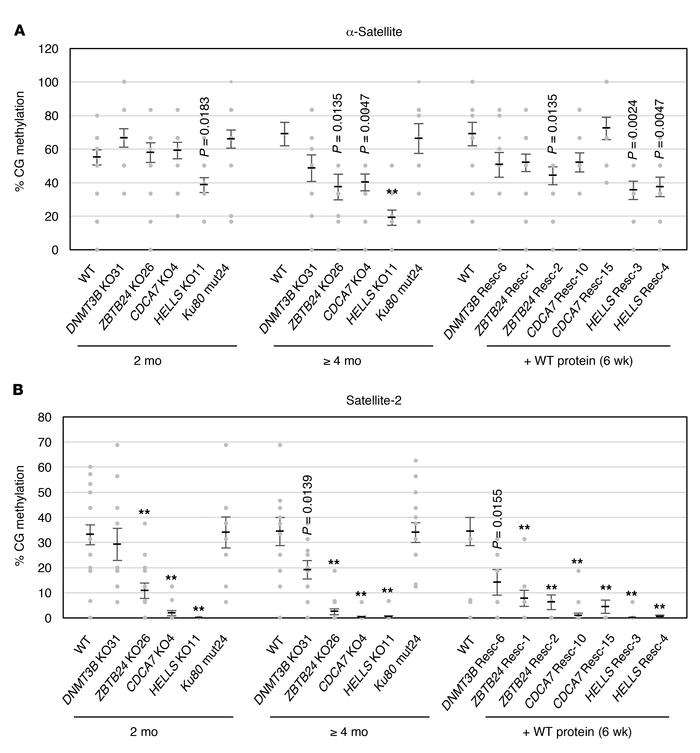 The C-NHEJ defect alone does not cause CG hypomethylation at satellite r...