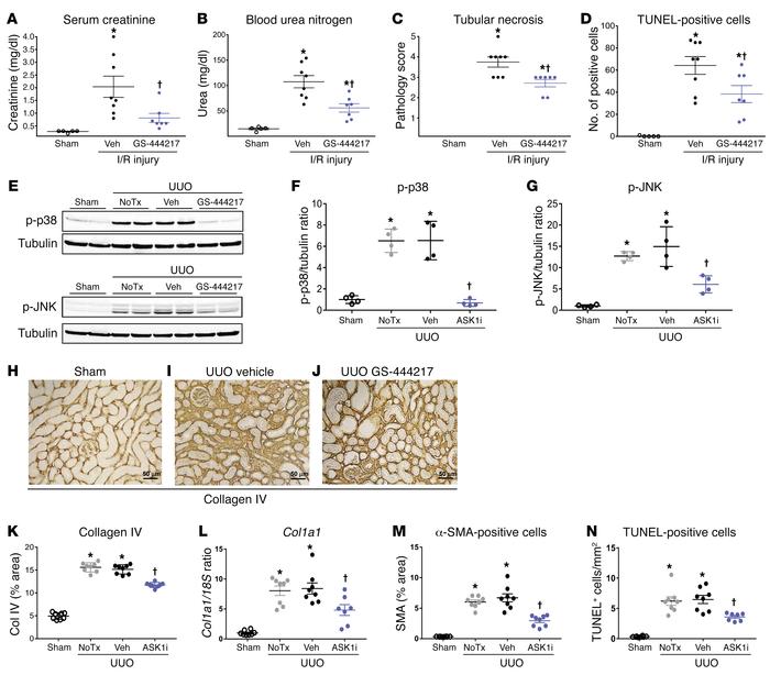 GS-444217 inhibits acute renal tubular injury in rat kidney.
(A–D) Renal...