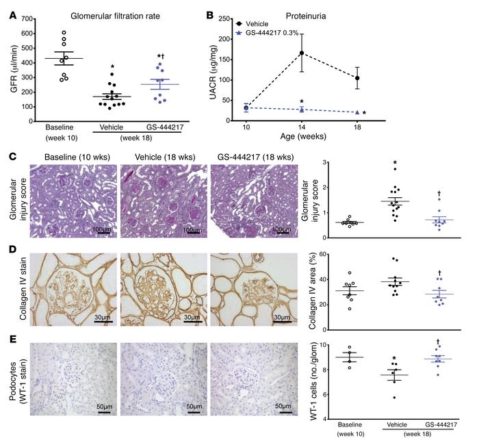 GS-444217 halts the progressive decline of renal function in a mouse mod...