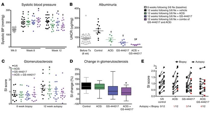 GS-444217 increases the efficacy of enalapril in a chronic glomerular in...