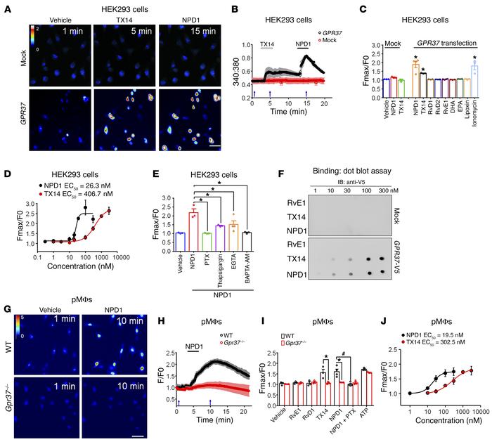 NPD1 induces iCa2+ increases in HEK293 cells and MΦs via GPR37.
(A–E) Ca...