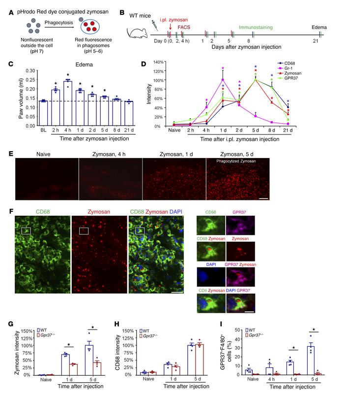 GPR37 is necessary for MΦ phagocytosis in inflamed hind paw skin.
(A) Sc...