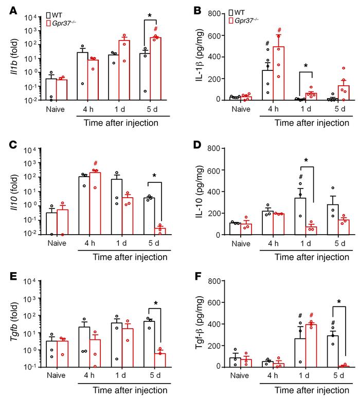 GPR37 is required to regulate cytokine expression in inflamed skin.
(A–F...