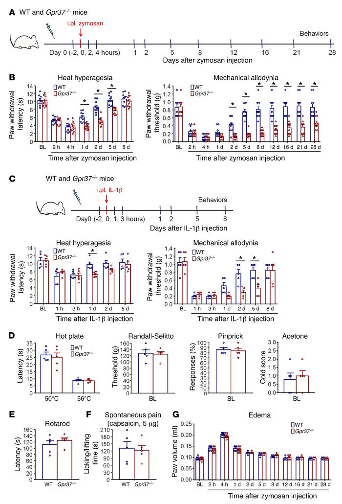 GPR37 is necessary for the resolution of inflammatory pain.
(A) Experime...