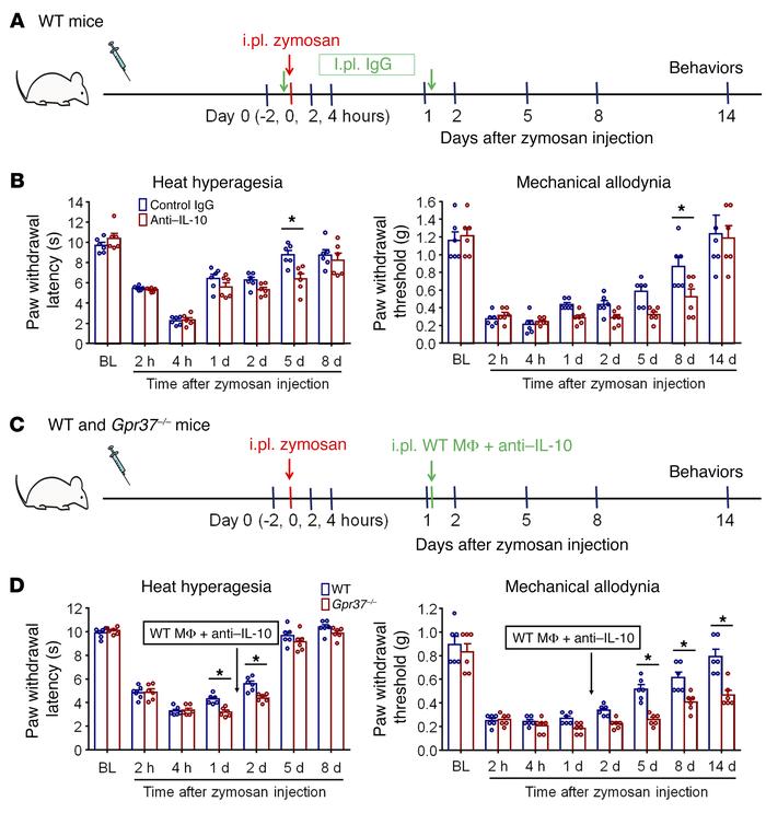 IL-10 contributes to the resolution of inflammatory pain by MΦs.
(A) Exp...