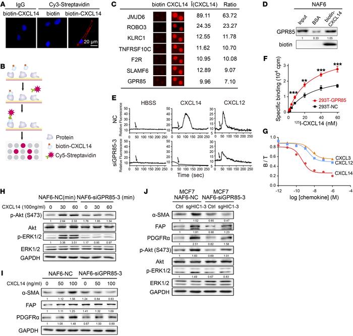 GPR85 is a functional receptor for CXCL14 activity.
(A) Confocal microsc...