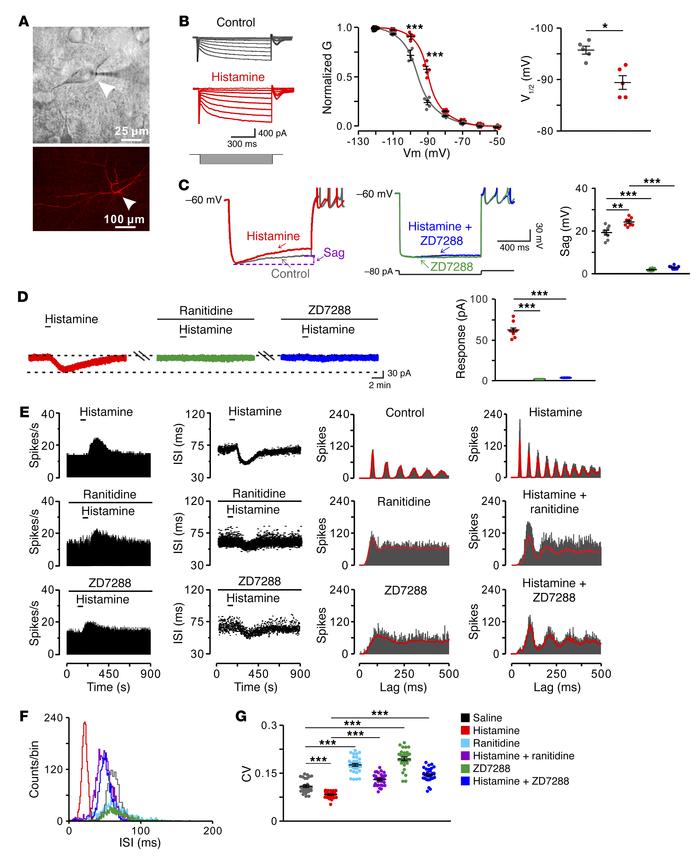 HCN channel coupled to H2 receptor mediates the effect of histamine on S...